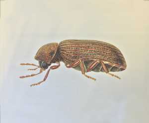 biscuit-beetle