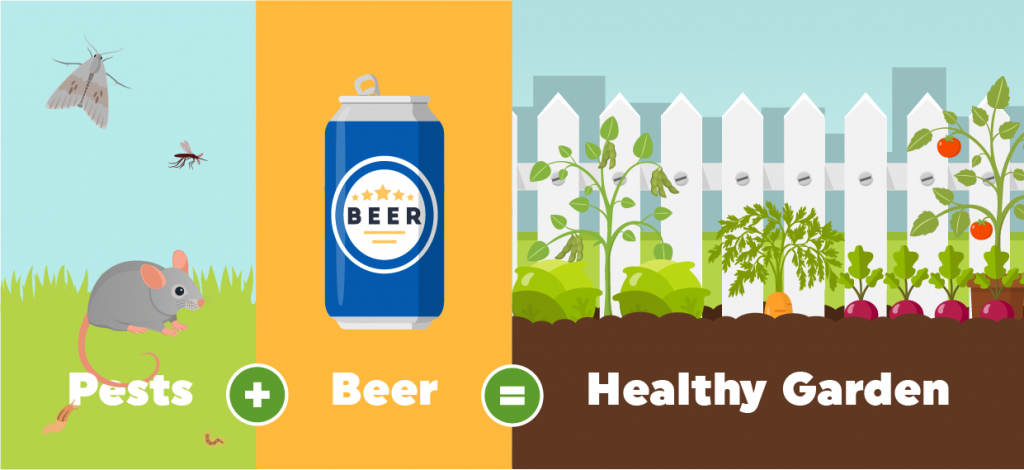 How to Use Beer to Get Rid of Pests | ClearFirst Pest Control