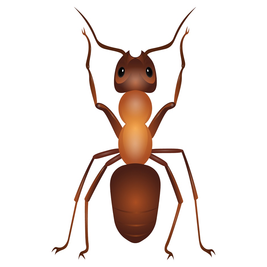 types of pest glossary - ant