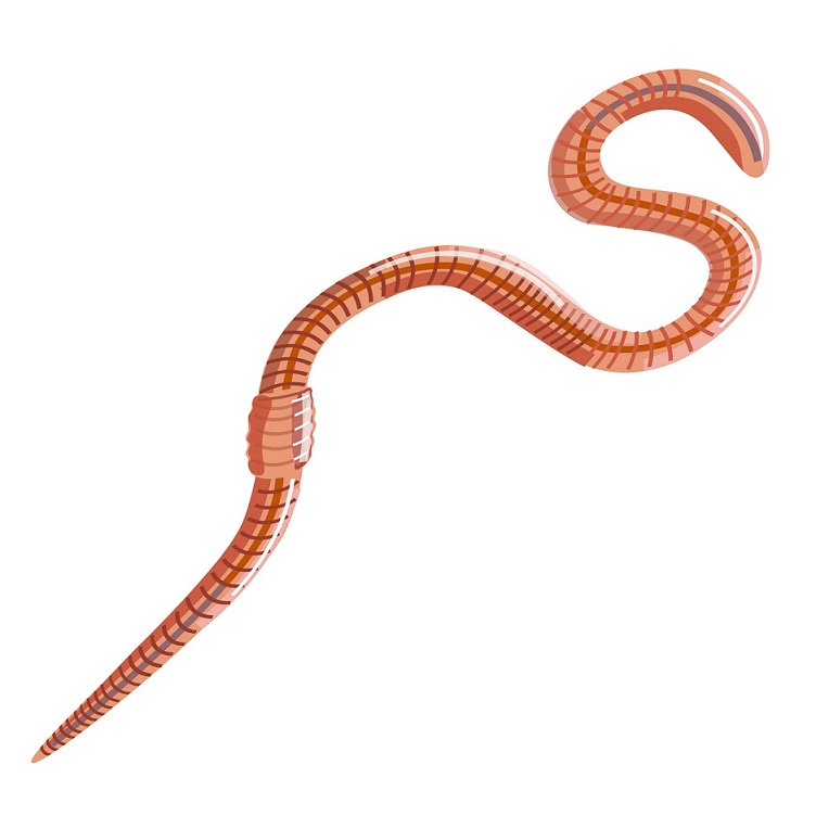 types of pest glossary - earthworm