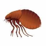 types of pest glossary - flea