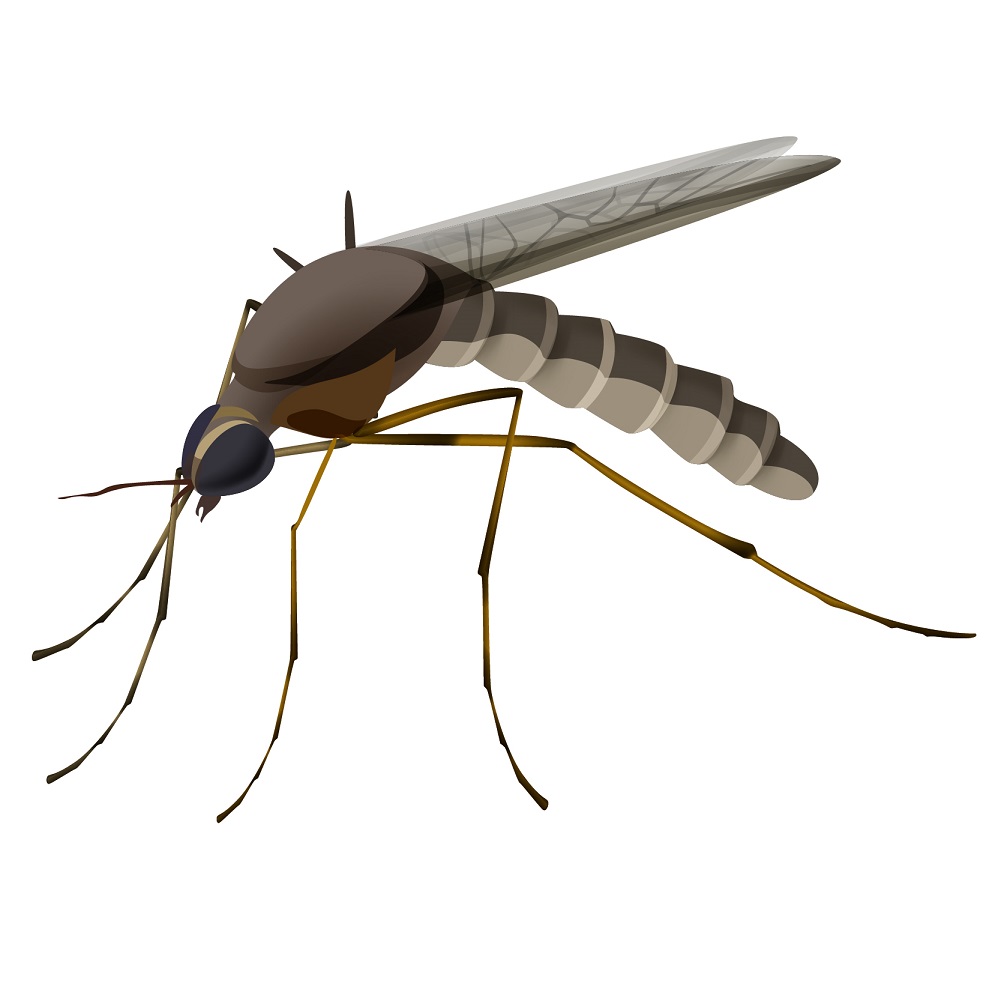 types of pest glossary - gnat