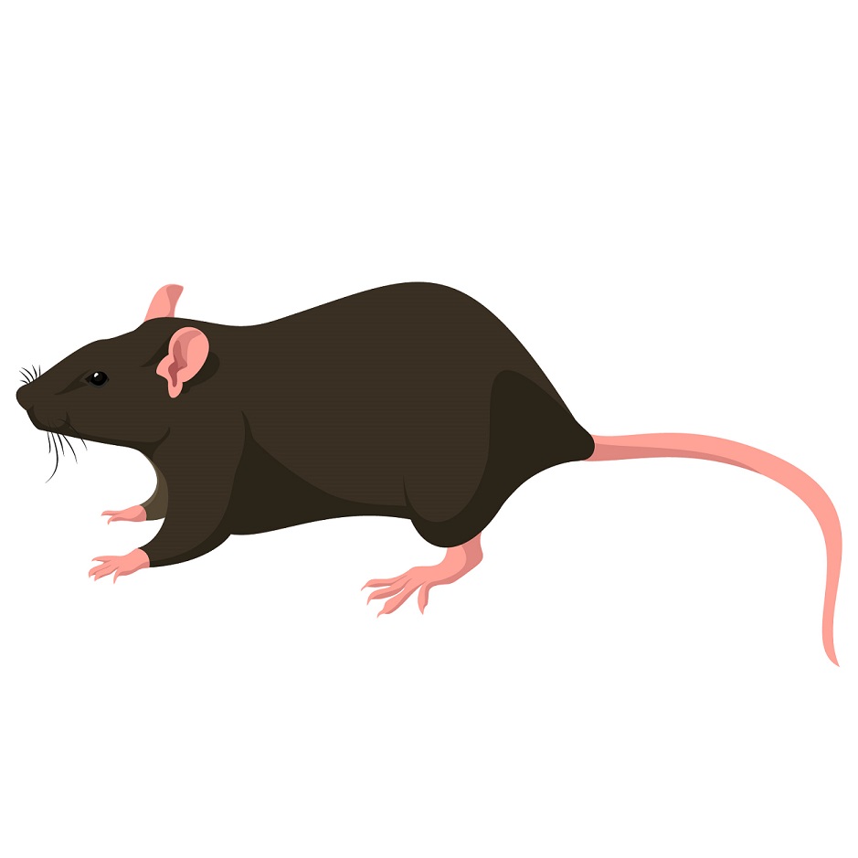 types of pest - rat