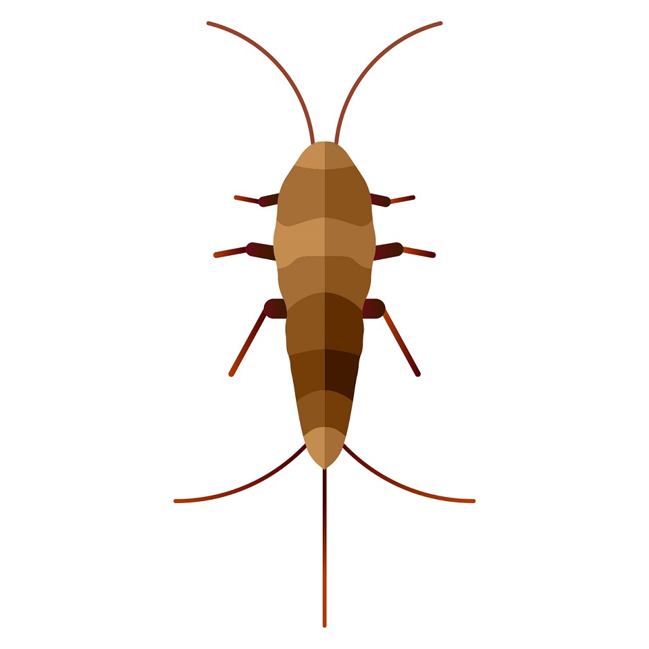 types of pest glossary - silverfish